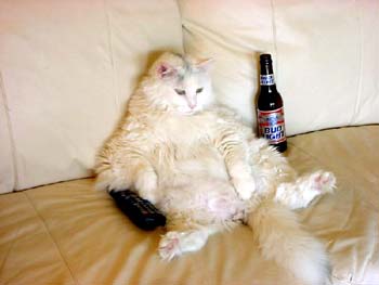 beer_cat.jpg