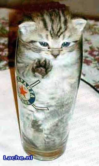 beer_kitty.jpg
