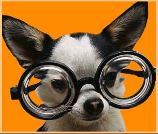 four_eyed_puppy.jpg